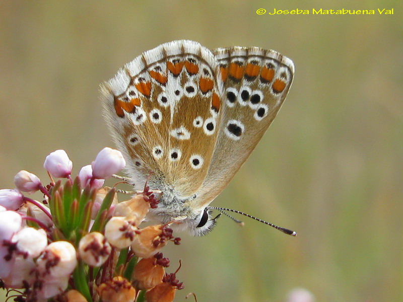 Aricia cramera - Lycaenidae